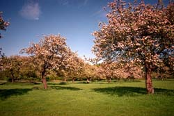 OrchardRR.jpg